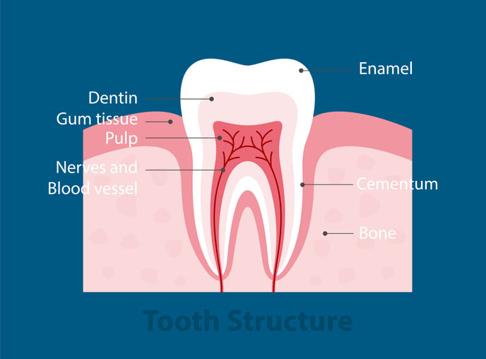 The Importance of Tooth Enamel | Dawson Dental